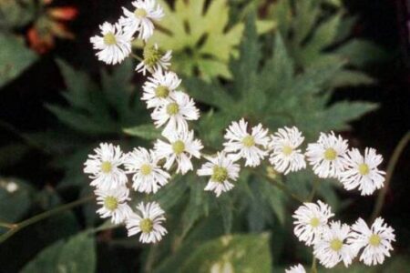 10 Reasons You Need Tasslerue in Your Garden Image